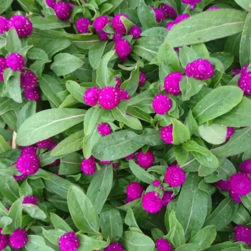 Gomphrena globosa "Gonfrena"