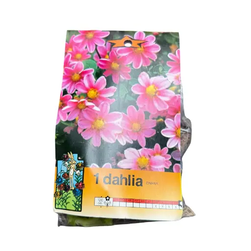 Bulbos de Dahlia enana