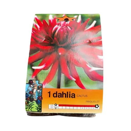 Bulbos de Dahlia cactus