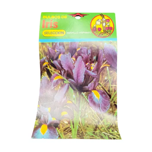 Bulbos de Iris Hispánico