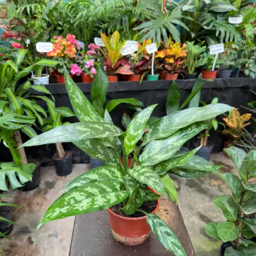 Aglaonema commutatum Maceta N°15