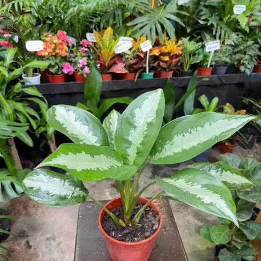 Aglaonema Pattaya Maceta N°15