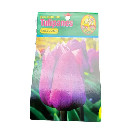 Bulbos de Tulipán