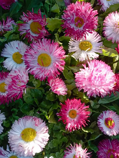 Bellis perennis bellissima "Coqueta" plantín