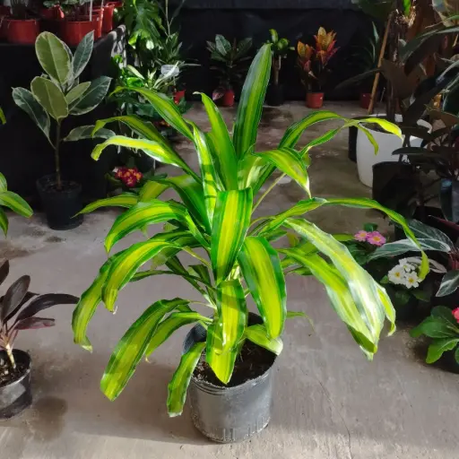 Dracaena Massangeana