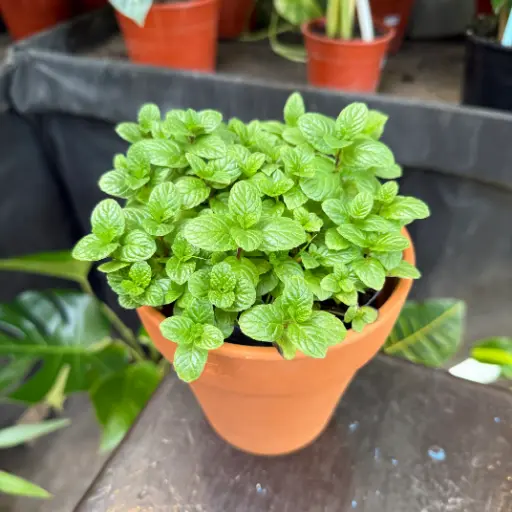 Menta mojito