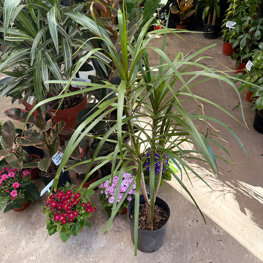 Dracaena Marginata verde baja 7 litros