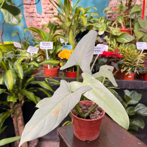 Philodendro Plateado plantín