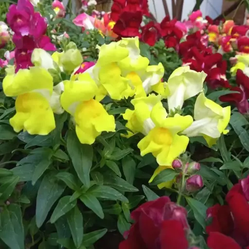 Antirrhinum Majus "Conejito" plantín