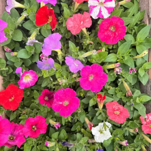 Calibrachoa x hybrida "Petunia Mini" Plantín