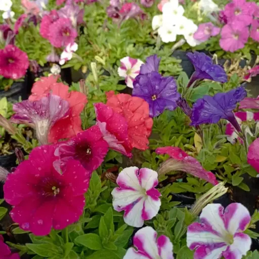 Calibrachoa x hybrida "Petunia Mini"