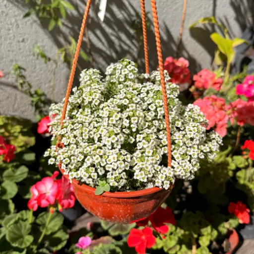 Lobularia maritima "Aliso" colgante