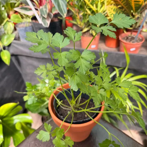 Petroselinum crispum "Perejil" plantín Arómatica