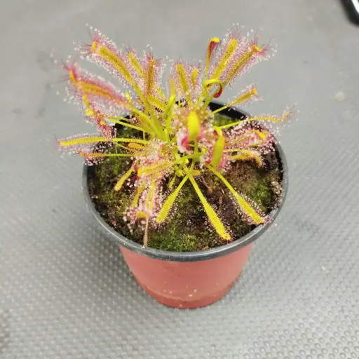 Carnívora Drosera capensis