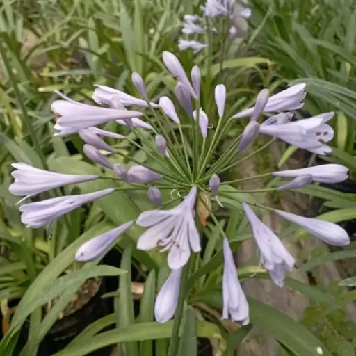 Agapanthus africanus Dwarf "Agapanthus enano"
