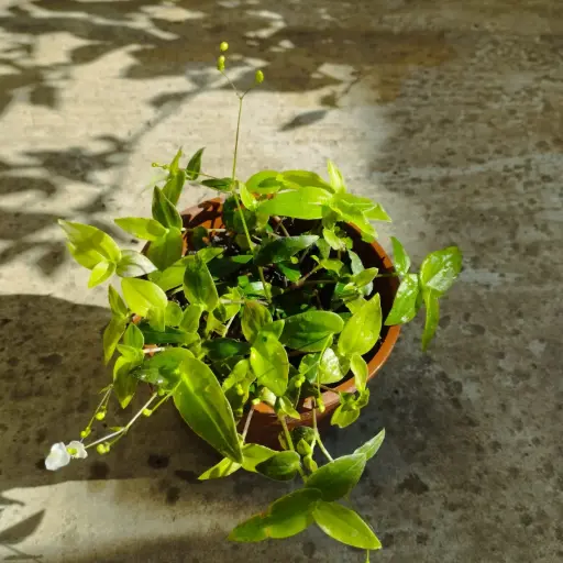 Tradescantia Bridal Veil "Velo de novia" Maceta 10