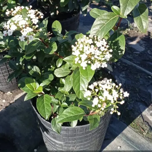 Viburnum tinus "Laurentino compacto" mediano
