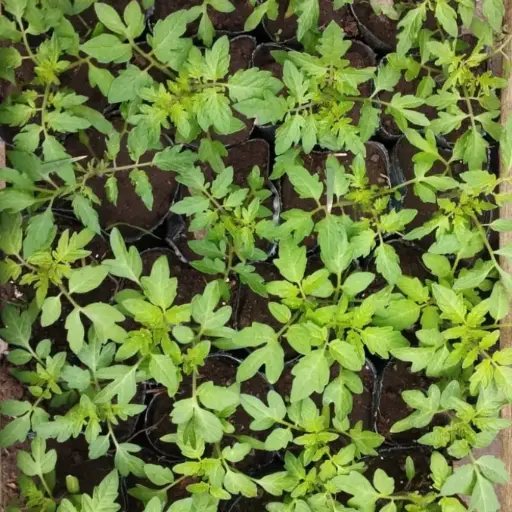 Solanum Lycopersicum "Tomate platense"