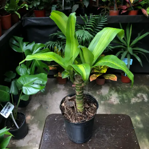 Dracaena fragrans "Palo de agua" plantín  grande