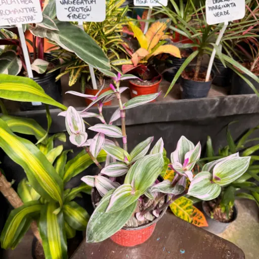 Tradescantia cerinthoides nanouk "Tradescantia Rosada" mediana