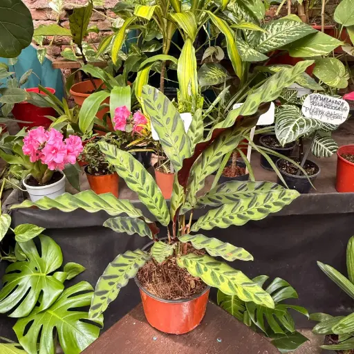 Calathea Lancifolia