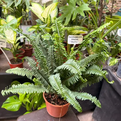 Nephrolepis obliterata "Helecho chester"  chico