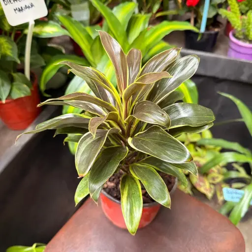 Dracaena Baby rubra plantín