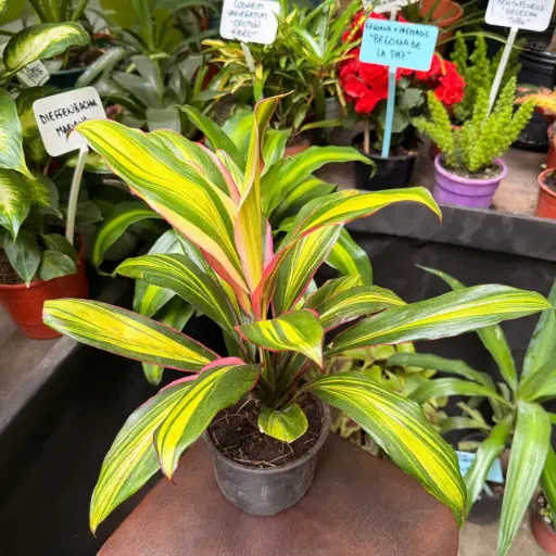 Cordyline fruticosa 'Kiwi' "Dracaena kiwi2