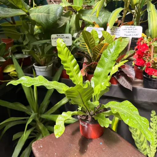 Asplenium Nidus "Helecho nido de ave" chico